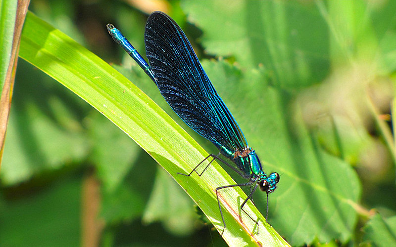 Calopteryx  virgo meridionalis, maschio